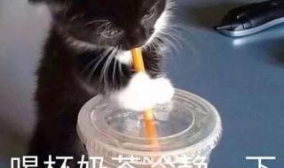 入秋第一杯奶茶图片 入秋第一杯奶茶图片